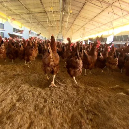 Após China, União Europeia e Argentina suspendem compra de frango do Brasil