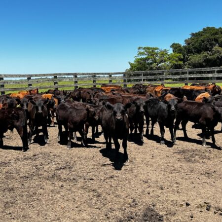 Preço do boi gordo recua em várias regiões com pressão das exportações