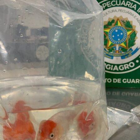 Passageiro tenta entrar no país com peixes ornamentais escondidos em bagagem
