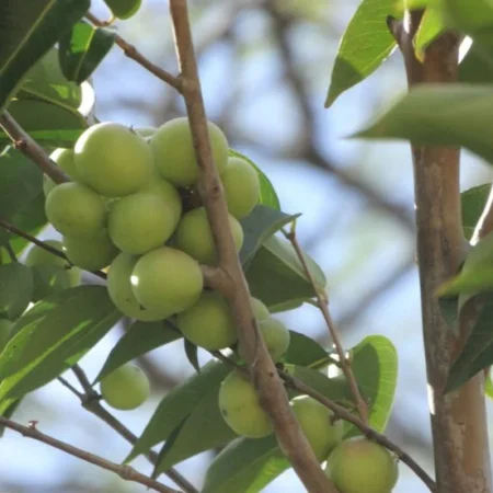 Camu-camu: a bebida que tem 37x mais vitamina C que a laranja