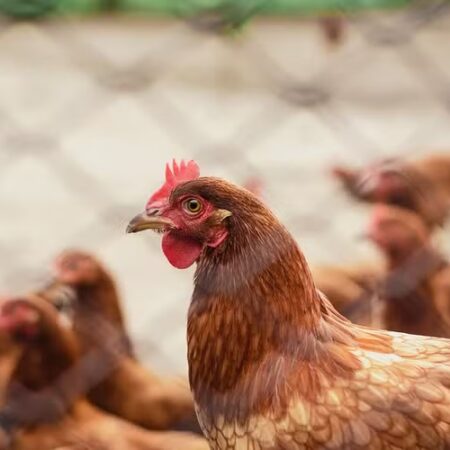 Defesa agropecuária de Goiás confirma foco de gripe aviária