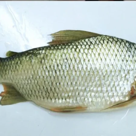 Curimatá: o peixe brasileiro que virou estrela no exterior