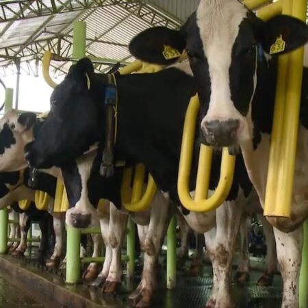 Produzir leite está 3,7% mais caro este ano; e pode aumentar ainda mais