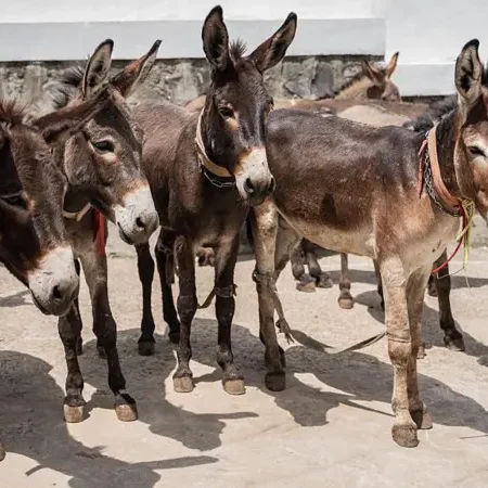 Jumento brasileiro pode entrar em extinção até 2030 com abate para exportação para China, alerta pesquisador