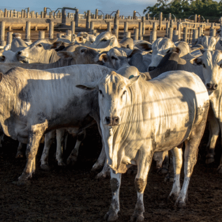 Arroba do boi gordo perde força e acende alerta no mercado pecuário