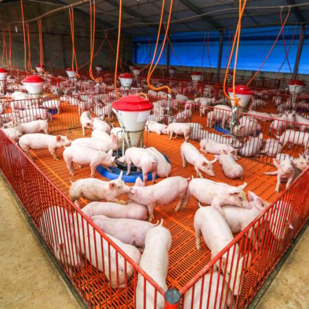 Exportações de carne suína crescem 28% e batem recorde histórico em receita