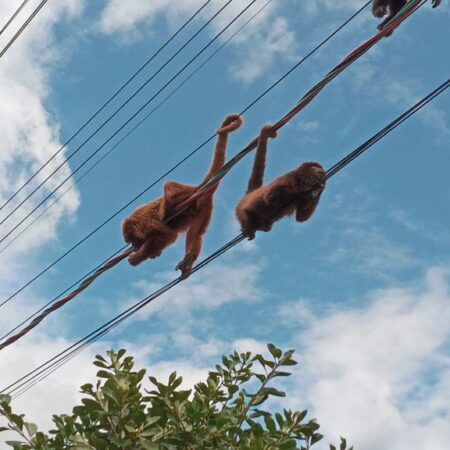 Mortes e mutilações de bugios em redes elétricas no RS são apuradas pelo Ibama