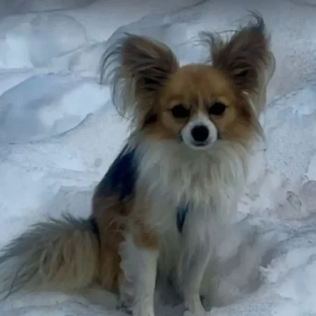 Pequeno cão faz a diferença e ajuda a resgatar tutor em geleira nos Alpes