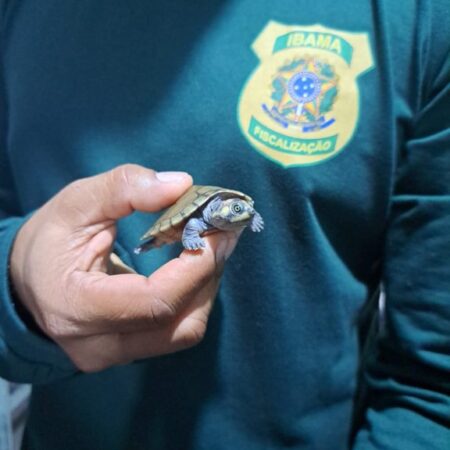 Ibama intercepta animais silvestres vivos enviados ilegalmente pelos Correios em Belém (PA)
