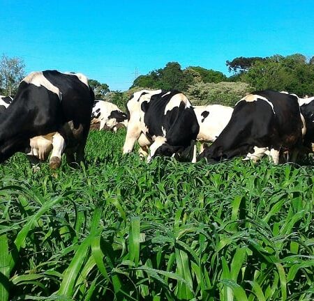 Comissão Nacional de Pecuária de Leite debate avanços para a cadeia produtiva