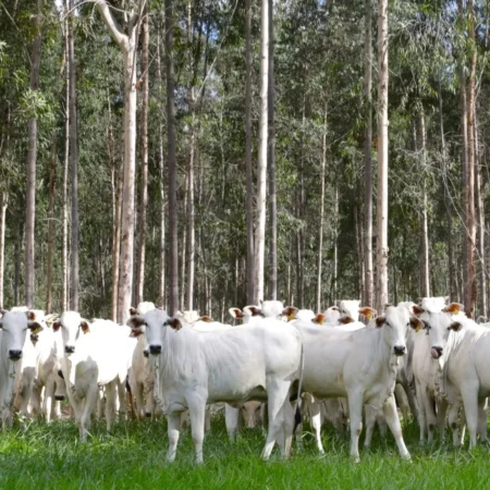 Tarifaço de Trump ao Brasil afeta setores de carnes, café, suco e celulose