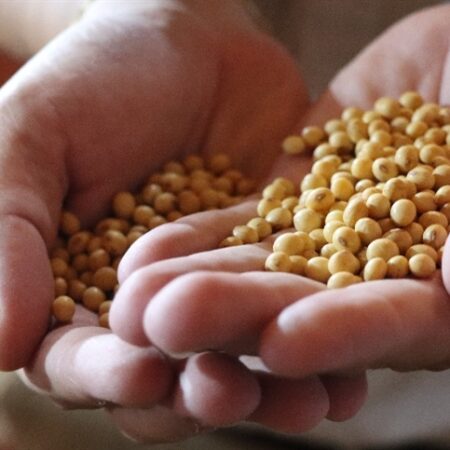 Soja mantém preços elevados mesmo com leve recuo no mercado