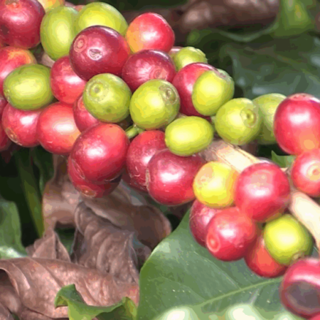 El Niño impulsiona alta do café e mercado reage com força