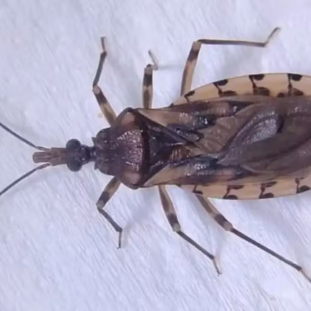 Novo remédio contra doença de Chagas é liberado para crianças