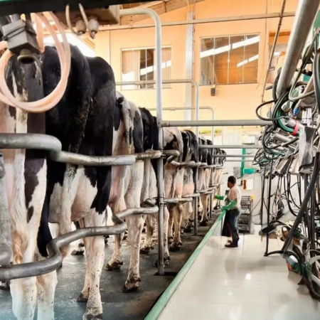 Inverno exige reforço no cuidado com vacas leiteiras no Sul do Brasil