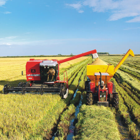 Exportações de arroz batem recorde no primeiro semestre