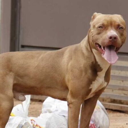 Pitbull invade casa e deixa idosa ferida em Campo Grande