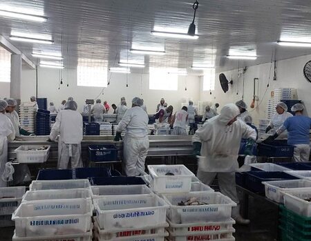 Ibama apreende 104 toneladas de peixe ilegal no Sul