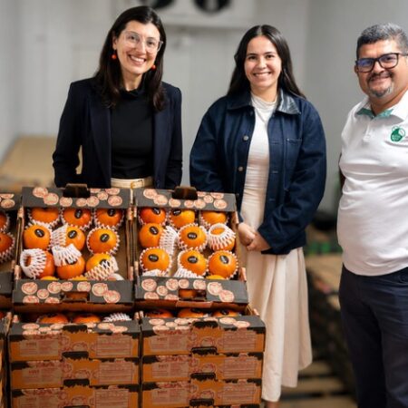 Caqui brasileiro estreia no mercado da Costa Rica com primeiro embarque