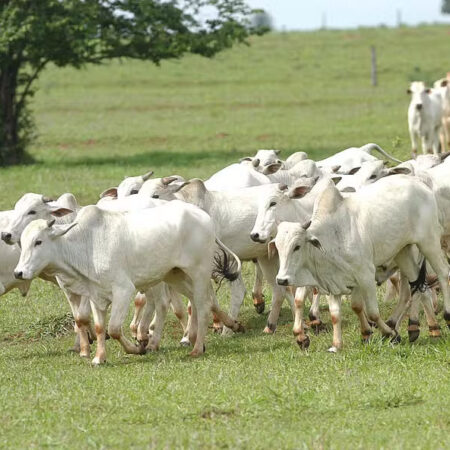 UE vê avanço nas negociações para manter exportações de carne brasileira