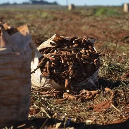 Preços da mandioca voltam a subir após dez semanas de queda