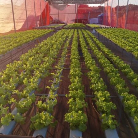 Agricultores de MS investem em produção tecnológica