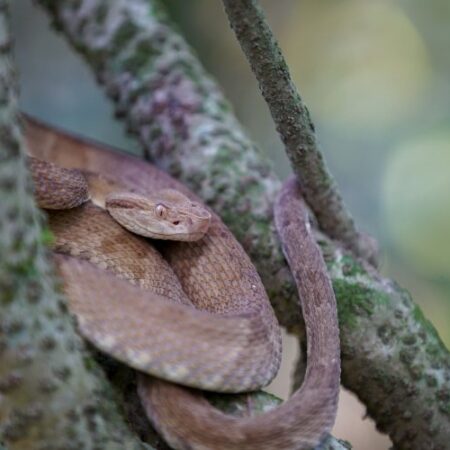 Pesquisadores do Butantan sequenciam genoma de serpente endêmica brasileira