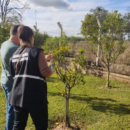 RS reforça combate à doença que ameaça plantações de laranja e limão