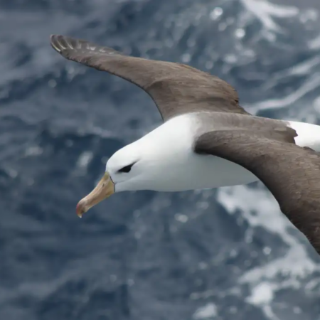 Albatrozes em risco: pesca de espinhel preocupa ambientalistas