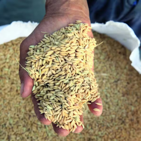 Oferta restrita sustenta preços do arroz no Rio Grande do Sul