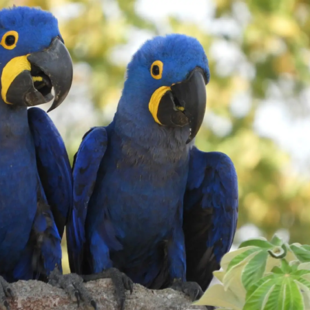 Arara-azul volta à lista de espécies ameaçadas após 12 anos