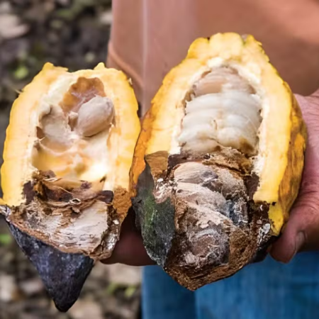 Cacau resistente a fungo pode ampliar produção na Amazônia