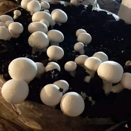Cultivo de Cogumelos Cresce Mais de 100% no Paraná