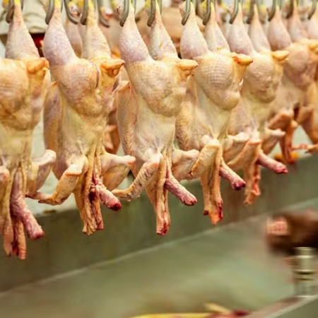 Brasil supera US$ 1 bilhão em exportações de frango em único mês