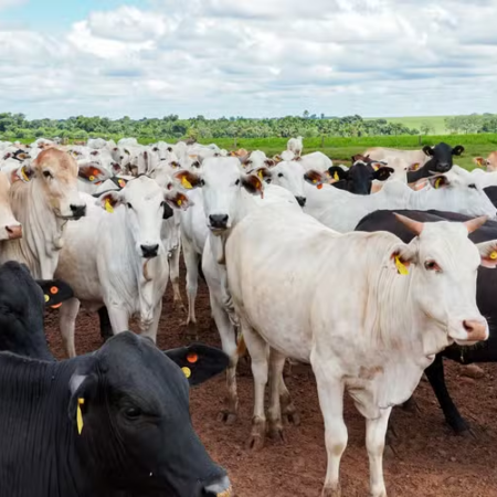 UE endurece regras e Brasil fica fora da lista de exportadores de carnes