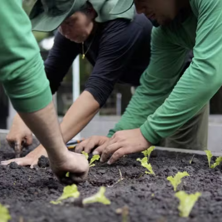 Horta comunitária é inaugurada no Parque Villa-Lobos com foco social e sustentável
