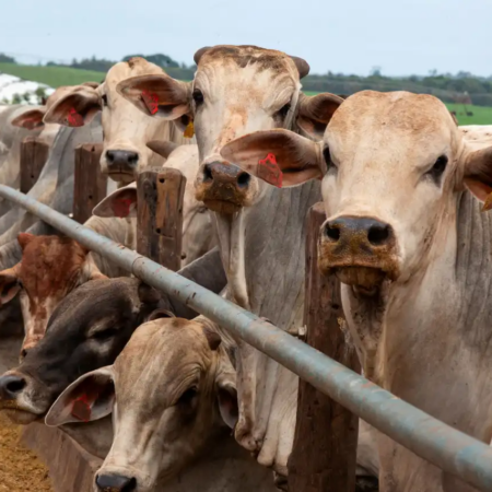 Texas em alerta após caso de parasita raro em rebanho bovino
