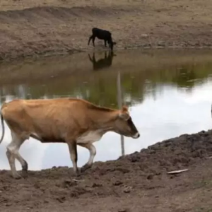 Interior do Nordeste enfrenta seca e monitora avanço do El Niño