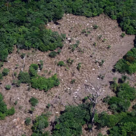 Desmatamento recua na Amazônia e no Cerrado em maio