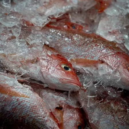 Comércio de pesca e aquicultura atinge US$ 184 bilhões em 2024