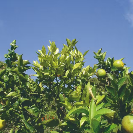 Citricultores paulistas têm prazo para entrega de relatório de greening