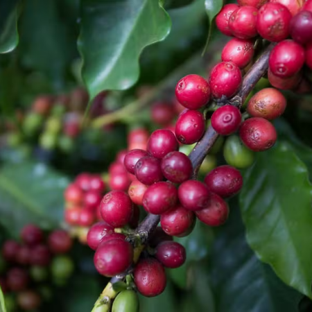 Chuvas no Brasil sustentam café em Nova York enquanto cacau recua e suco de laranja dispara