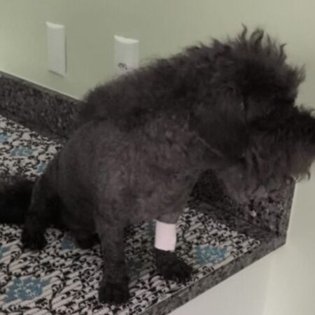 Morte de poodle em clínica gera denúncia de negligência em Campo Grande