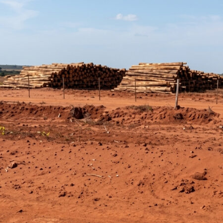 Plantios de eucalipto entram na mira do MPMS