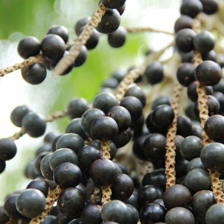 Pesquisadores sequenciam genoma do açaí pela primeira vez na Amazônia