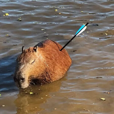 Capivara ferida por flecha morre após tentativa de salvamento em SP