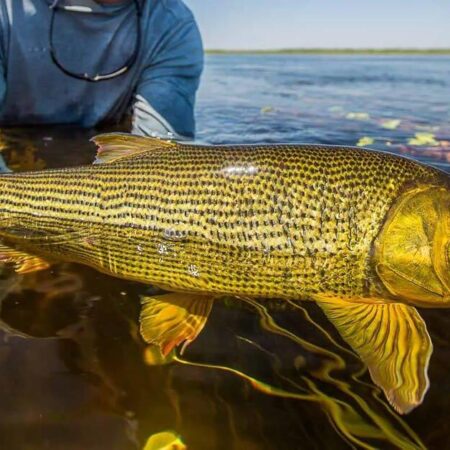 Dourado percorre rios e desafia pescadores na Bacia do Prata