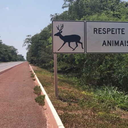 Mortes nas estradas colocam fauna do Pantanal em risco