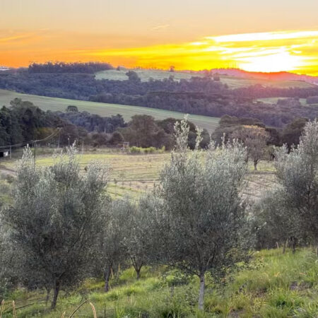 Paraná amplia cultivo de oliveiras e avança na produção de azeite