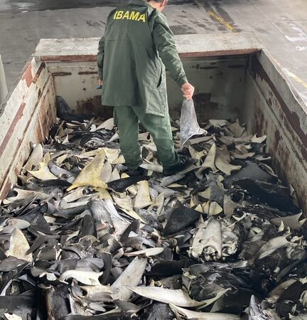 Ibama acompanha destruição da maior apreensão de barbatanas de tubarão do mundo